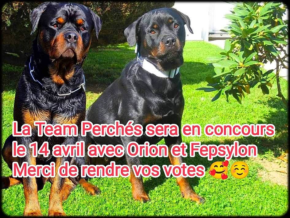 Orion Et Fepsylon participe au concours pour gagner de l'argent avec cette photo : art, canidae, carnivore, companion_dog, dog, dog_breed, font, grass, guard_dog, liver, logo, organism, photo_caption, plant, rectangle, sharing, sporting_group, tree, working_animal, working_dog