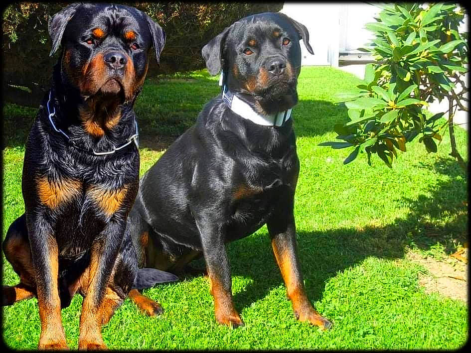 Orion Et Fepsylon a rejoint le concours — aidez-le/la à gagner de superbes lots ! ancient_dog_breeds, art, austrian_black_and_tan_hound, canidae, carnivore, collar, companion_dog, dog, dog_breed, grass, guard_dog, hound, hunting_dog, plant, rectangle, rottweiler, sharing, sporting_group, working_animal, working_dog