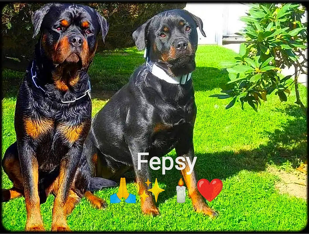 Orion Et Fepsylon participe au concours pour gagner de l'argent avec cette photo : ancient_dog_breeds, art, canidae, carnivore, companion_dog, dog, dog_breed, grass, green, guard_dog, hunting_dog, nature, plant, rectangle, rottweiler, sharing, sporting_group, terrestrial_animal, working_animal, working_dog