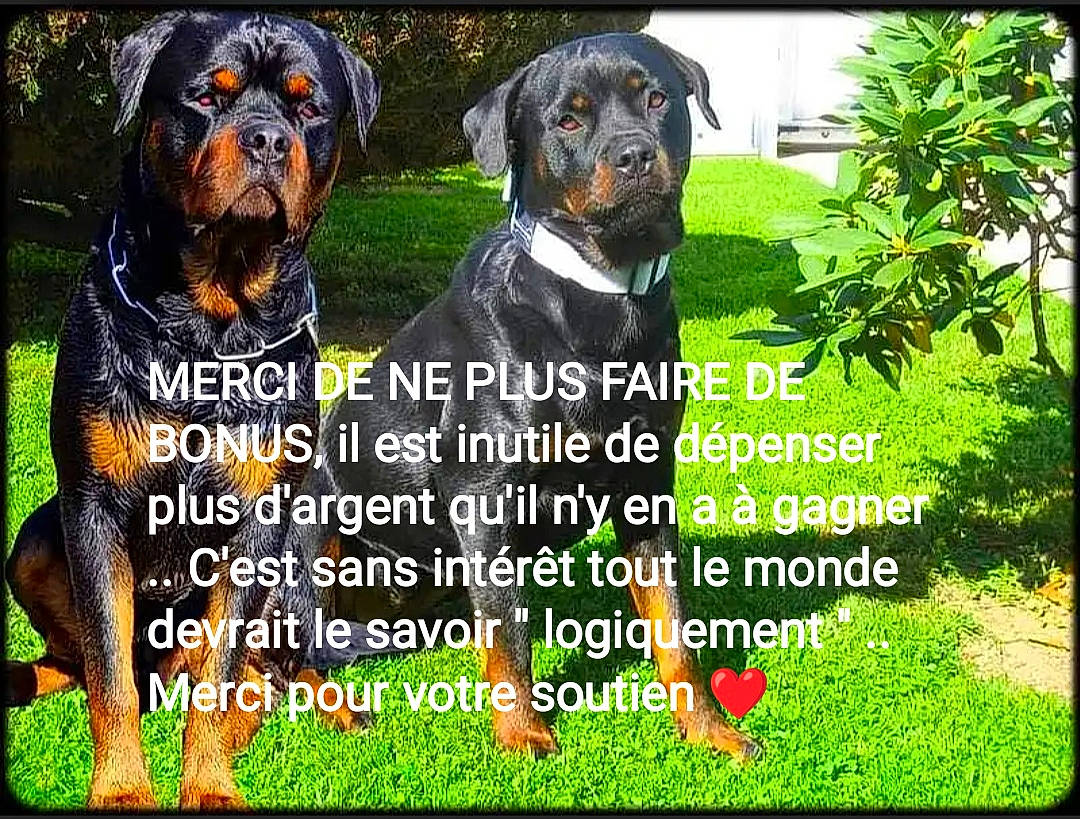 Orion Et Fepsylon a rejoint le concours — aidez-le/la à gagner de superbes lots ! adaptation, art, canidae, carnivore, companion_dog, dog, dog_breed, event, font, grass, guard_dog, happy, nature, photo_caption, plant, rectangle, sporting_group, tree, working_animal, working_dog