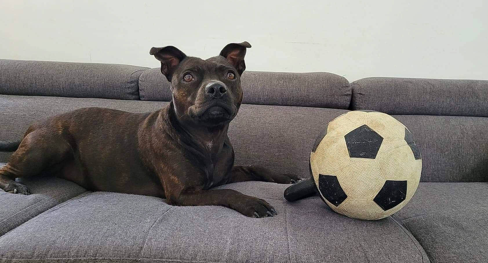 Mayzekeen a rejoint le concours — aidez-le/la à gagner de superbes lots ! ancient_dog_breeds, ball, bean_bag, bean_bag_chair, carnivore, comfort, companion_dog, dog, dog_breed, fawn, football, grey, liver, paw, pet_supply, sporting_group, sports_equipment, terrestrial_animal, whiskers, working_animal