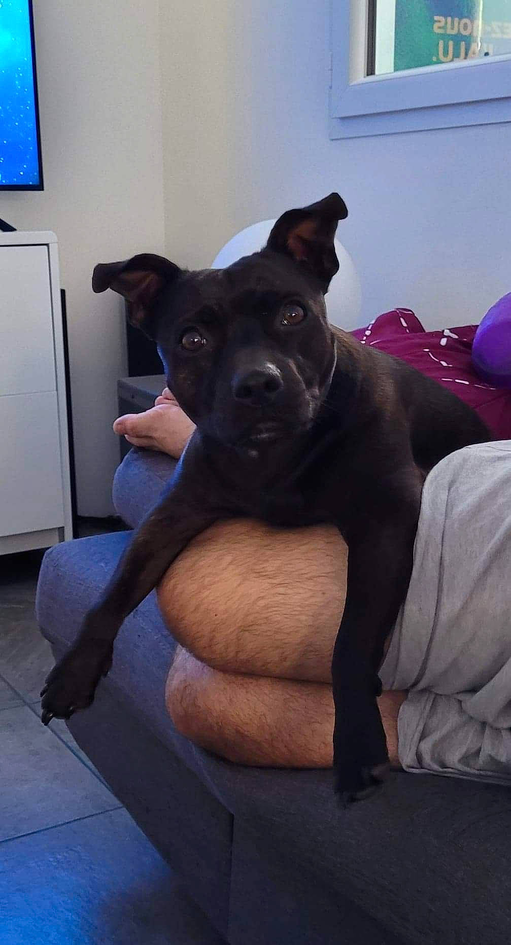 Mayzekeen a rejoint le concours — aidez-le/la à gagner de superbes lots ! balloon, blue, canidae, carnivore, comfort, companion_dog, couch, dog, dog_breed, fawn, guard_dog, human_leg, mammal, sitting, snout, sporting_group, television, toy_dog, whiskers, working_animal