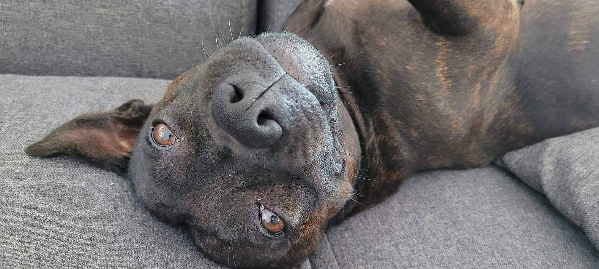 Mayzekeen participe au concours pour gagner de l'argent avec cette photo : canidae, carnivore, collar, companion_dog, dog, dog_breed, fawn, fur, grey, guard_dog, liver, molosser, non_sporting_group, puppy, snout, sporting_group, terrestrial_animal, whiskers, working_animal, wrinkle