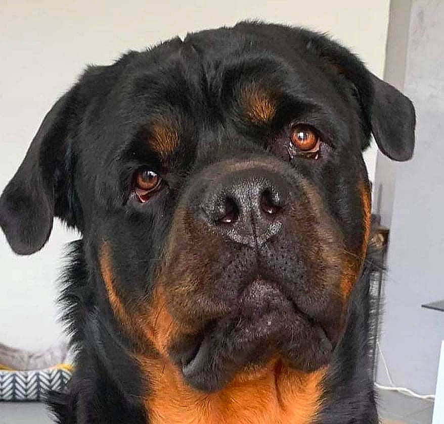 Phénix participe au concours pour gagner de l'argent avec cette photo : ancient_dog_breeds, canidae, carnivore, collar, companion_dog, dog, dog_breed, fawn, fur, gaddi_kutta, giant_dog_breed, guard_dog, rottweiler, snout, sporting_group, whiskers, working_animal, working_dog