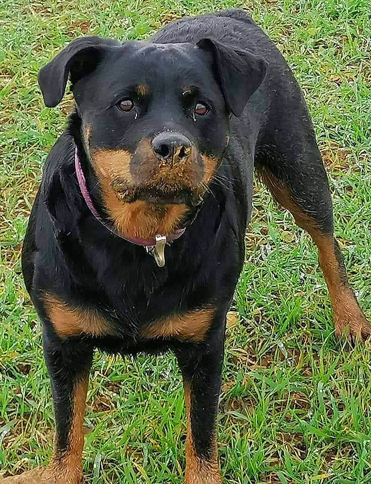 Laïka participe au concours pour gagner de l'argent avec cette photo : beaglier, canidae, carlin_pinscher, carnivore, collar, companion_dog, dog, dog_breed, fawn, grass, guard_dog, hunting_dog, pet_supply, rottweiler, snout, sporting_group, terrestrial_animal, whiskers, working_animal, working_dog