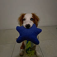 Azur a rejoint le concours — aidez-le/la à gagner de superbes lots ! puppy, dog, toy, star_shaped, blue, floor, tile, indoor, pet, cute, animal, playful, white, brown, fur, sitting, looking, nose, ears, young