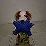 puppy, dog, toy, star_shaped, blue, floor, tile, indoor, pet, cute, animal, playful, white, brown, fur, sitting, looking, nose, ears, young