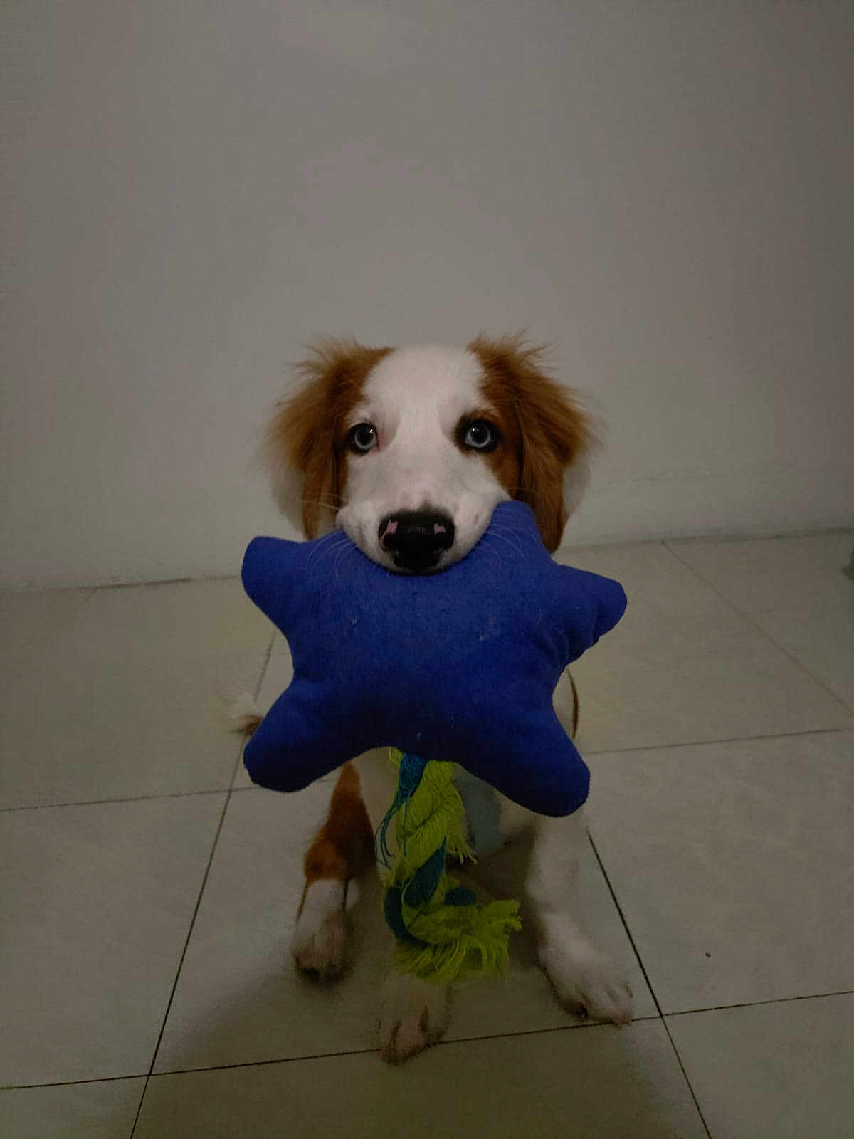 Azur a rejoint le concours — aidez-le/la à gagner de superbes lots ! puppy, dog, toy, star_shaped, blue, floor, tile, indoor, pet, cute, animal, playful, white, brown, fur, sitting, looking, nose, ears, young