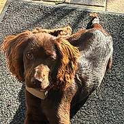 Austa a rejoint le concours — aidez-le/la à gagner de superbes lots ! dog, brown, curly_ears, pet, animal, sunlight, shadow, mat, outdoor, fur, canine, looking, relaxed, collar, texture, close_up, resting, cute, domestic_animal, portrait