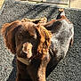 dog, brown, curly_ears, pet, animal, sunlight, shadow, mat, outdoor, fur, canine, looking, relaxed, collar, texture, close_up, resting, cute, domestic_animal, portrait