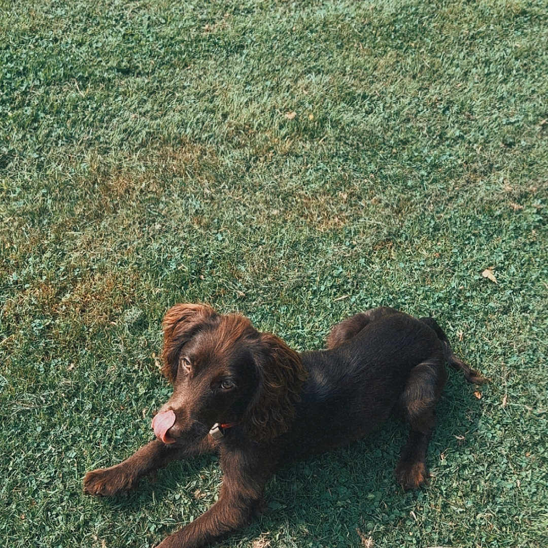 Austa participe au concours pour gagner de l'argent avec cette photo : animal, brown_dog, canine, cute, daylight, dog, ears, fur, grass, greenery, happy, lying_down, mammal, nature, outdoor, pet, playful, relaxed, sunlight, tongue_out