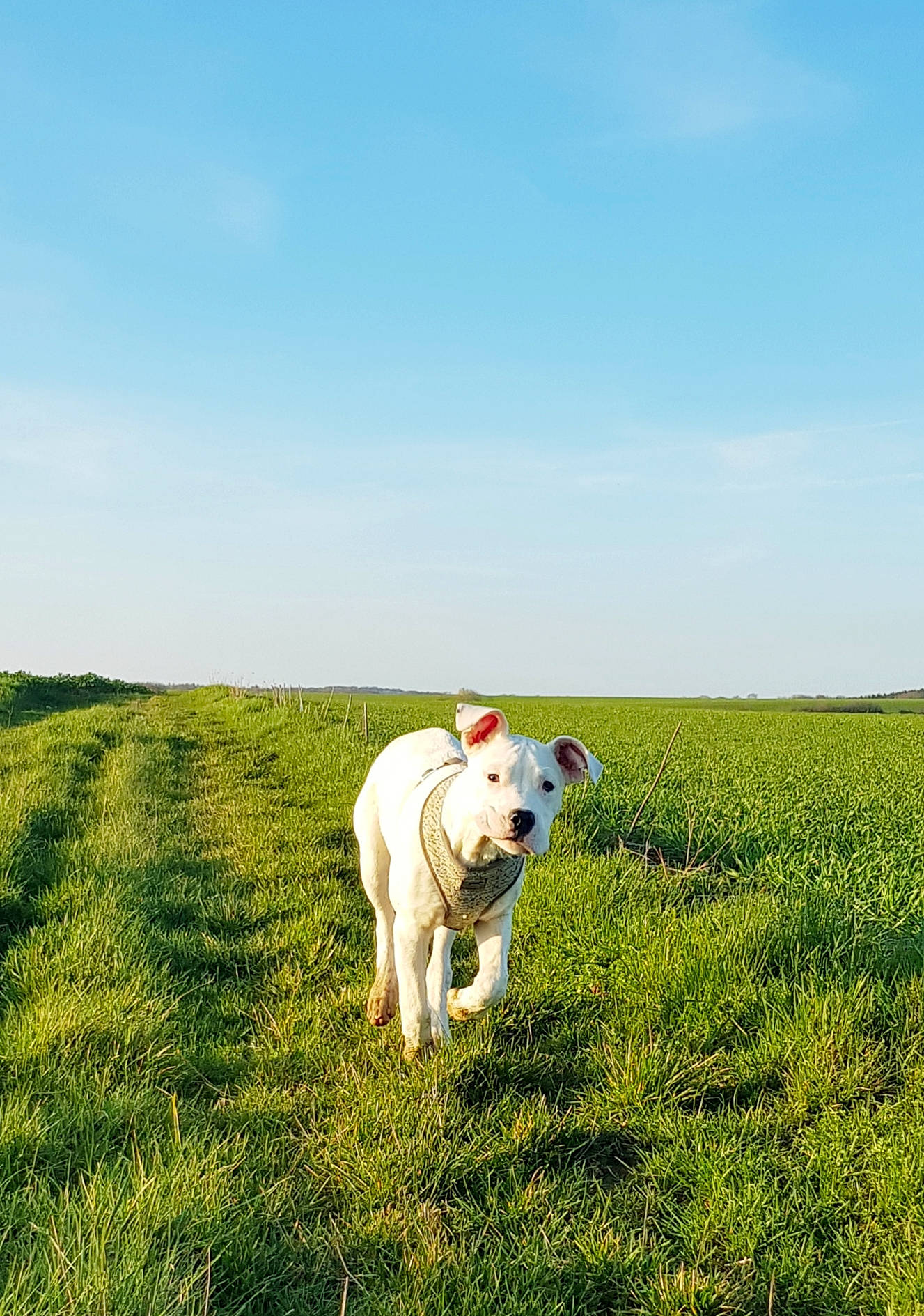 Prisca a rejoint le concours — aidez-le/la à gagner de superbes lots ! canidae, dog, dog_breed, field, grass, grass_family, grassland, grazing, green, hill, meadow, natural_environment, non_sporting_group, pasture, photography, plant, rural_area, sky, summer, sunlight