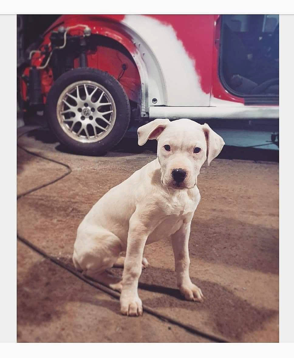 Prisca a rejoint le concours — aidez-le/la à gagner de superbes lots ! boxer, bully_kutta, canidae, carnivore, companion_dog, dog, dog_breed, dogo_argentino, dogo_guatemalteco, fawn, mammal, non_sporting_group, puppy, rare_breed_dog, sporting_group, tail, vehicle, vertebrate, working_dog