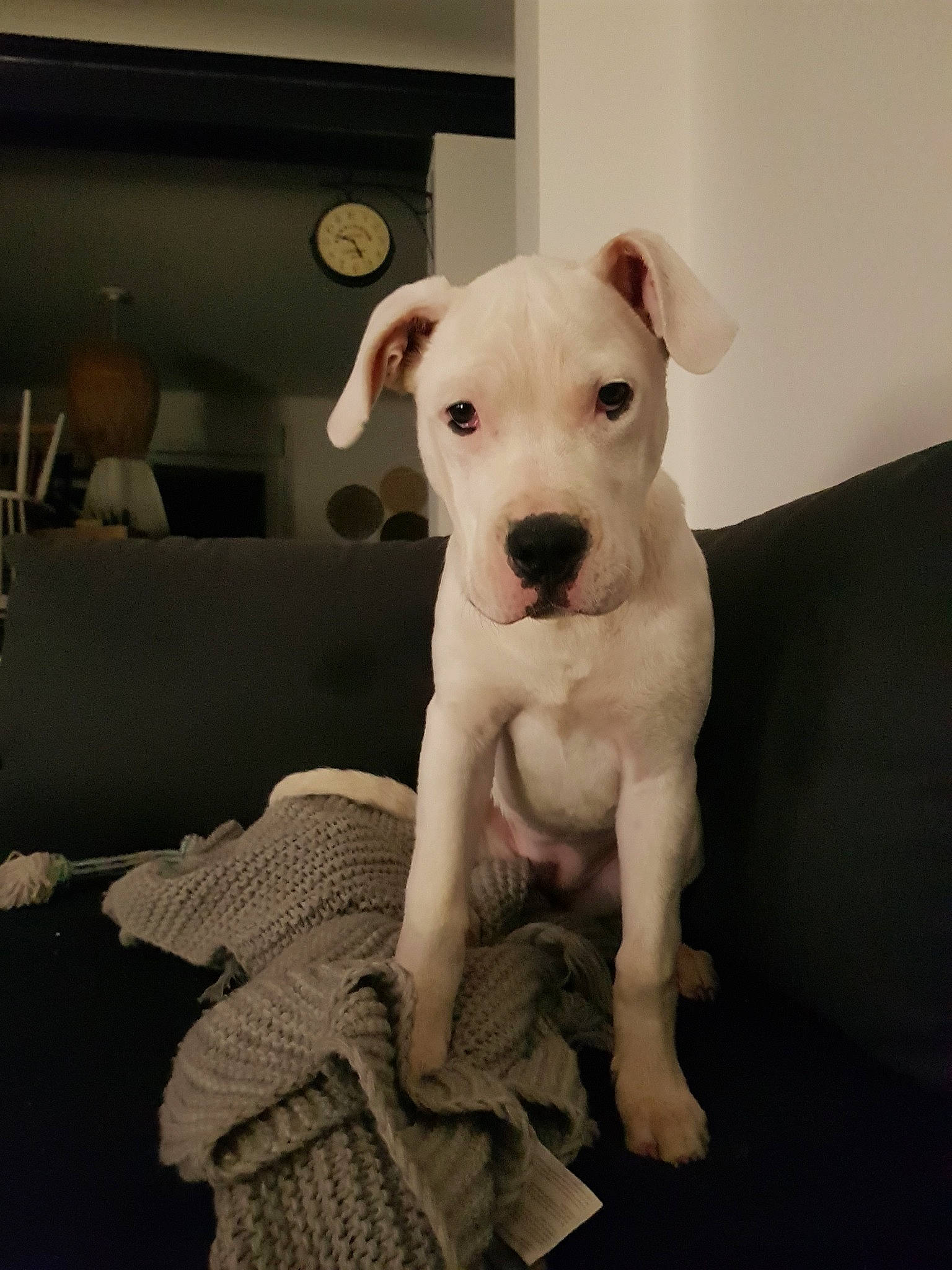 Prisca a rejoint le concours — aidez-le/la à gagner de superbes lots ! american_bulldog, bull_and_terrier, canidae, carnivore, companion_dog, cordoba_fighting_dog, dog, dog_breed, dogo_argentino, dogo_guatemalteco, fawn, guard_dog, mammal, non_sporting_group, old_english_terrier, pit_bull, puppy, rare_breed_dog, snout, vertebrate