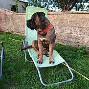 Ulma a rejoint le concours — aidez-le/la à gagner de superbes lots ! animal, backyard, canine, collar, daytime, dog, fence, grass, green, lawn_chair, nature, outdoor, pet, portrait, relaxation, sitting, stone_wall, summer, sunlight, tree
