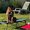 Ulma a rejoint le concours — aidez-le/la à gagner de superbes lots ! backyard, brown_dog, chair, collar, daytime, dog, furniture, garden, grass, lawn, lounge_chair, metal_frame, outdoor, pet, plant, plastic_bottle, red_chair, relaxation, shadows, sunlight
