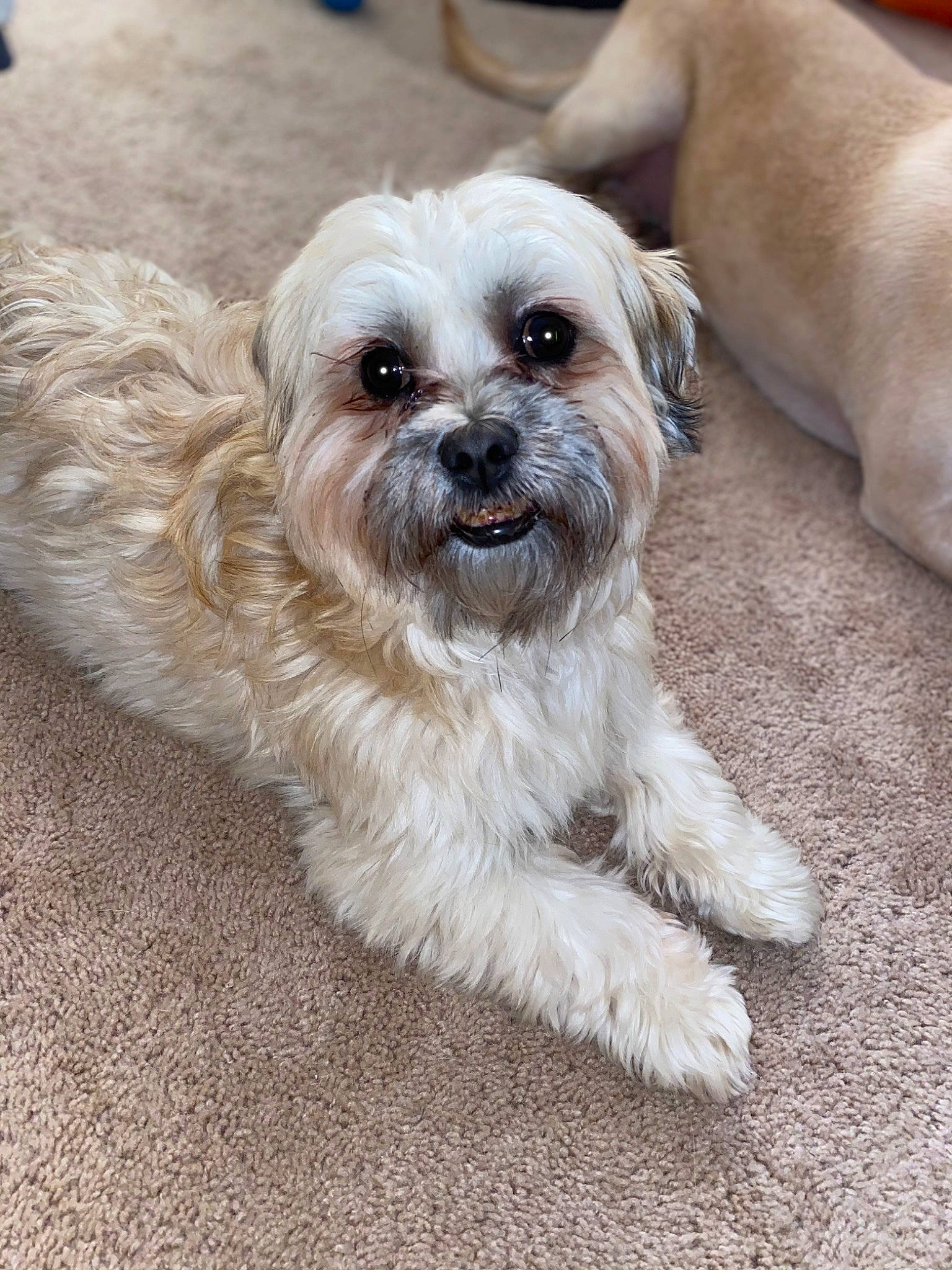 Graham joined the competition — help win amazing prizes! canidae, carnivore, companion_dog, dog, dog_breed, dog_supply, fawn, fur, liver, mal_shi, maltepoo, poodle_crossbreed, shih_poo, shih_tzu, small_terrier, snout, sporting_group, terrier, toy_dog, working_animal