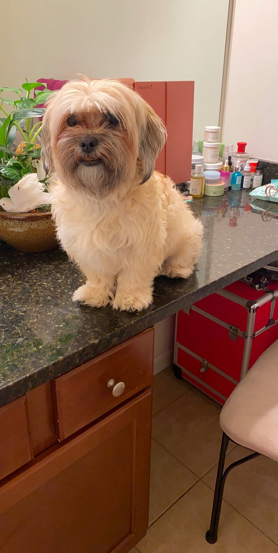 Graham is registered to the contest to win money with this photo: cabinetry, carnivore, chest_of_drawers, companion_dog, dog, dog_breed, drawer, fawn, flooring, flowerpot, furniture, hardwood, houseplant, liver, plant, shih_tzu, snout, toy_dog, wood, working_animal