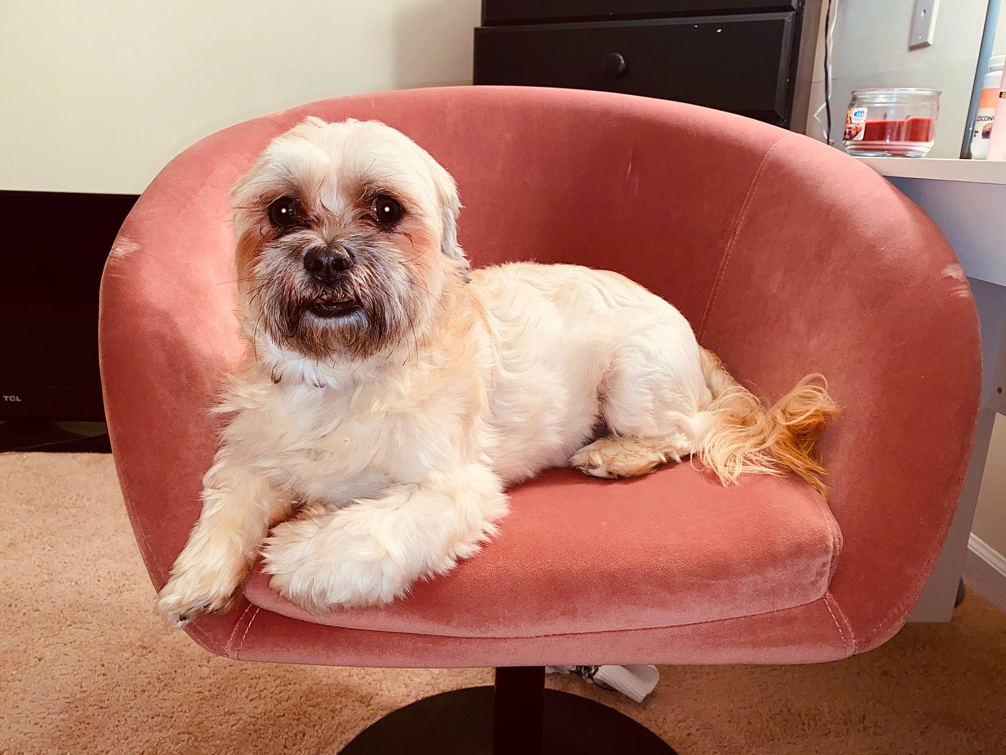 Graham is registered to the contest to win money with this photo: canidae, carnivore, comfort, companion_dog, dog, dog_breed, dog_supply, fawn, fur, home_appliance, liver, mal_shi, maltepoo, shih_poo, shih_tzu, sitting, small_terrier, sporting_group, toy_dog, working_animal