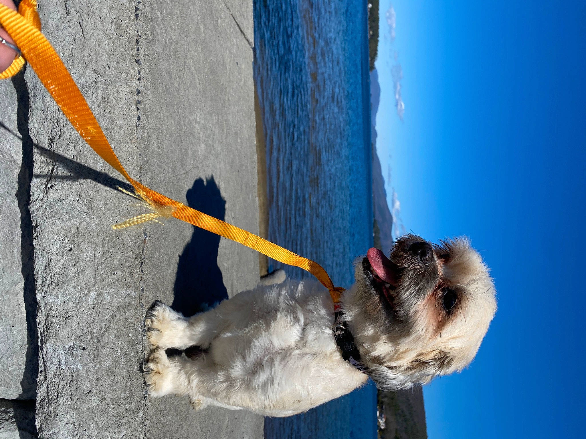 Graham joined the competition — help win amazing prizes! adventure, beach, blue, concrete, dog, elbow, freezing, fun, leisure, plant, recreation, rope, sky, tree, vertebrate, water, wind, winter, wire, wood