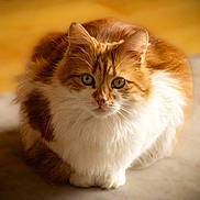 Tigger is registered to the contest to win money with this photo: cat, orange_cat, white_cat, fluffy, pet, animal, indoor, fur, whiskers, ears, eyes, sitting, curious, soft_light, cozy, closeup, portrait, feline, domestic_cat, cute