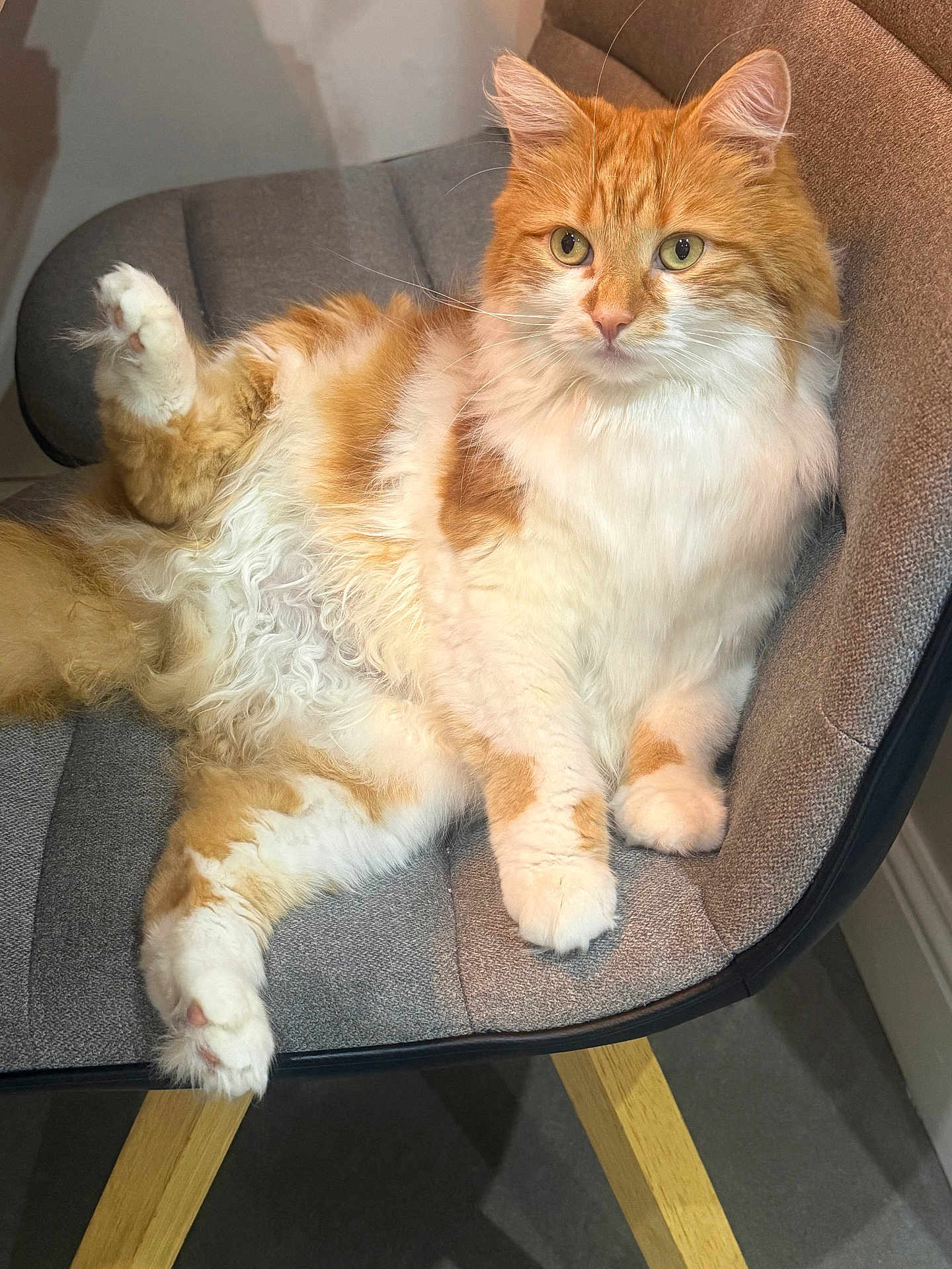 Tigger joined the competition — help win amazing prizes! cat, orange_cat, white_cat, fluffy_cat, pet, indoor, chair, furniture, relaxed, cute, domestic_animal, mammal, whiskers, paws, fur, sitting, looking_away, wooden_legs, cozy, home