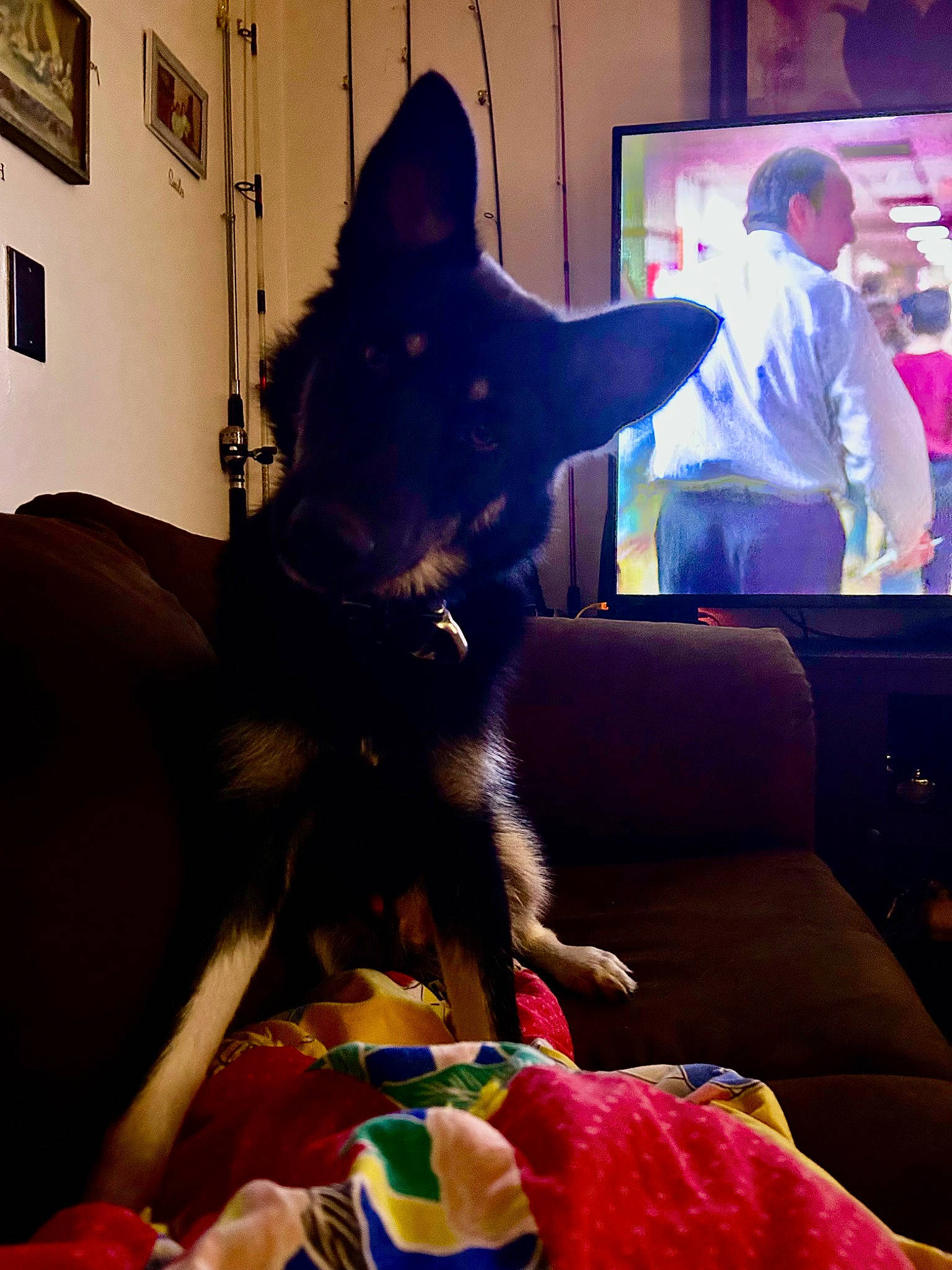 Major Lee Collins is registered to the contest to win money with this photo: canidae, carnivore, comfort, companion_dog, cool, dog, dog_breed, event, fawn, felidae, fun, fur, interaction, picture_frame, purple, small_to_medium_sized_cats, snapshot, snout, sporting_group, whiskers