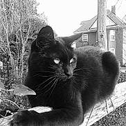 Mystere a rejoint le concours — aidez-le/la à gagner de superbes lots ! black, black_and_white, black_cat, cat, cat_like_mammal, domestic_short_haired_cat, fauna, fur, mammal, monochrome, monochrome_photography, small_to_medium_sized_cats, snapshot, snout, whiskers