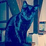 Mystere participe au concours pour gagner de l'argent avec cette photo : black_cat, blue, carnivoran, cat, cat_like_mammal, kitten, mammal, photo_caption, small_to_medium_sized_cats, snapshot, technology, whiskers