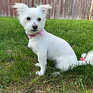 Lola is registered to the contest to win money with this photo: animal, canine, cute, daylight, dog, domestic_animal, ears, fence, fur, grass, nature, outdoor, pet, pink_bandana, pink_bow, portrait, sitting, small_dog, tail, white_dog