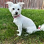 animal, canine, cute, daylight, dog, domestic_animal, ears, fence, fur, grass, nature, outdoor, pet, pink_bandana, pink_bow, portrait, sitting, small_dog, tail, white_dog