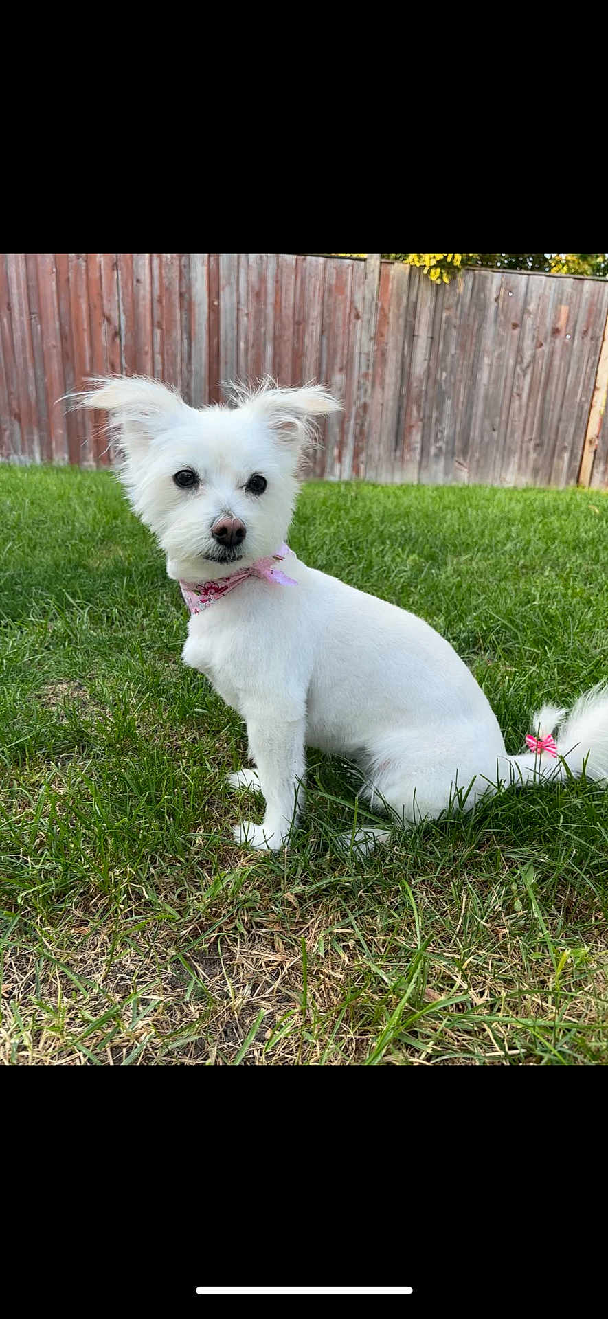 Lola