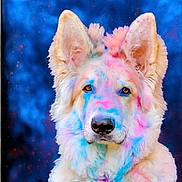 Vallonn participe au concours pour gagner de l'argent avec cette photo : dog, fluffy, portrait, colorful, painted, blue_background, pink, blue, fur, ears, animal, pet, closeup, face, canine, studio, festive, bright_colors, expression, serene