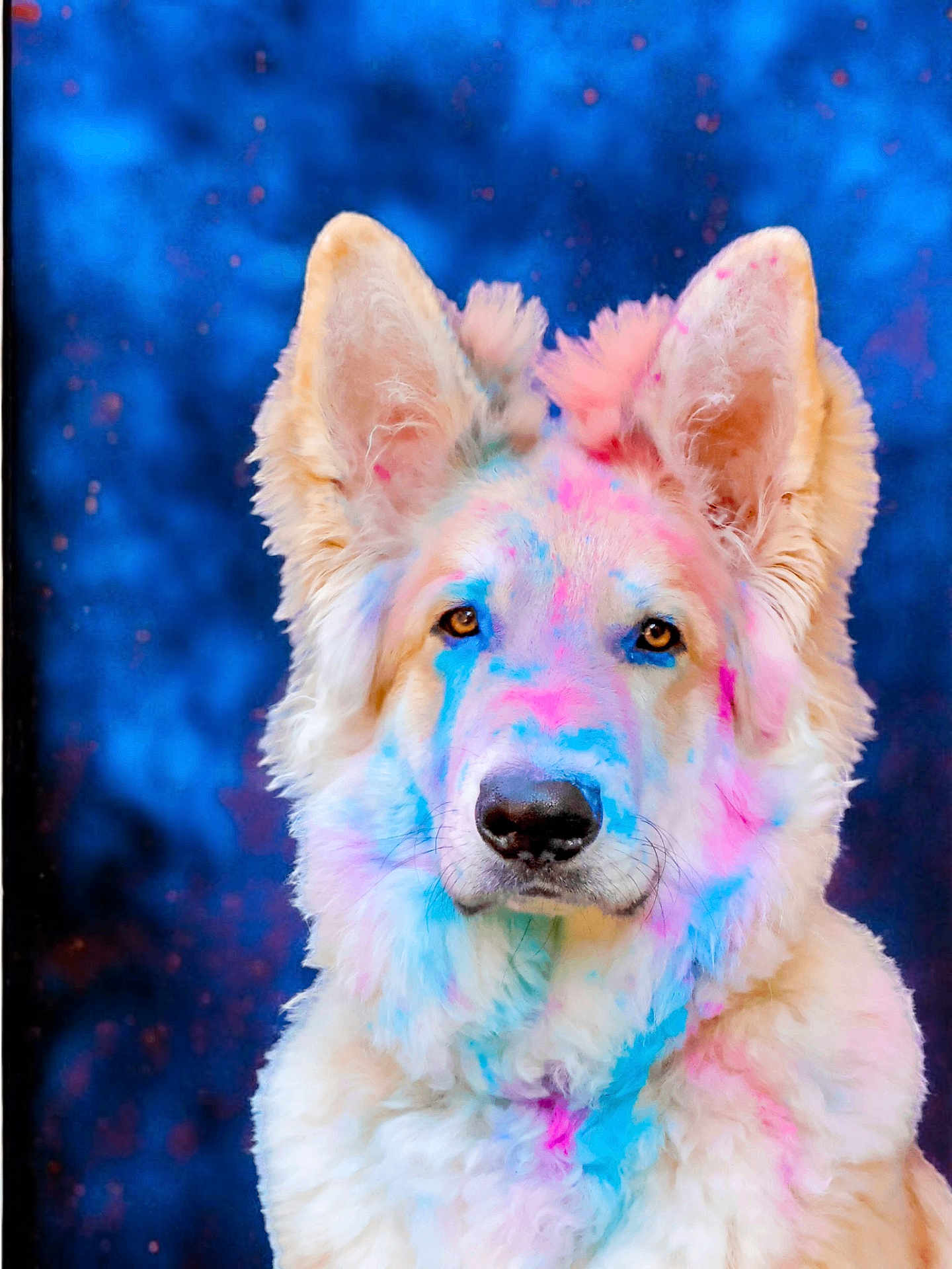 Vallonn participe au concours pour gagner de l'argent avec cette photo : dog, fluffy, portrait, colorful, painted, blue_background, pink, blue, fur, ears, animal, pet, closeup, face, canine, studio, festive, bright_colors, expression, serene
