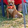 dog, toy, grass, person, tattoo, shorts, outdoor, sitting, orange, brown_dog, casual, summer, playful, pet, human, nature, relaxed, fence, arm, lawn_chair