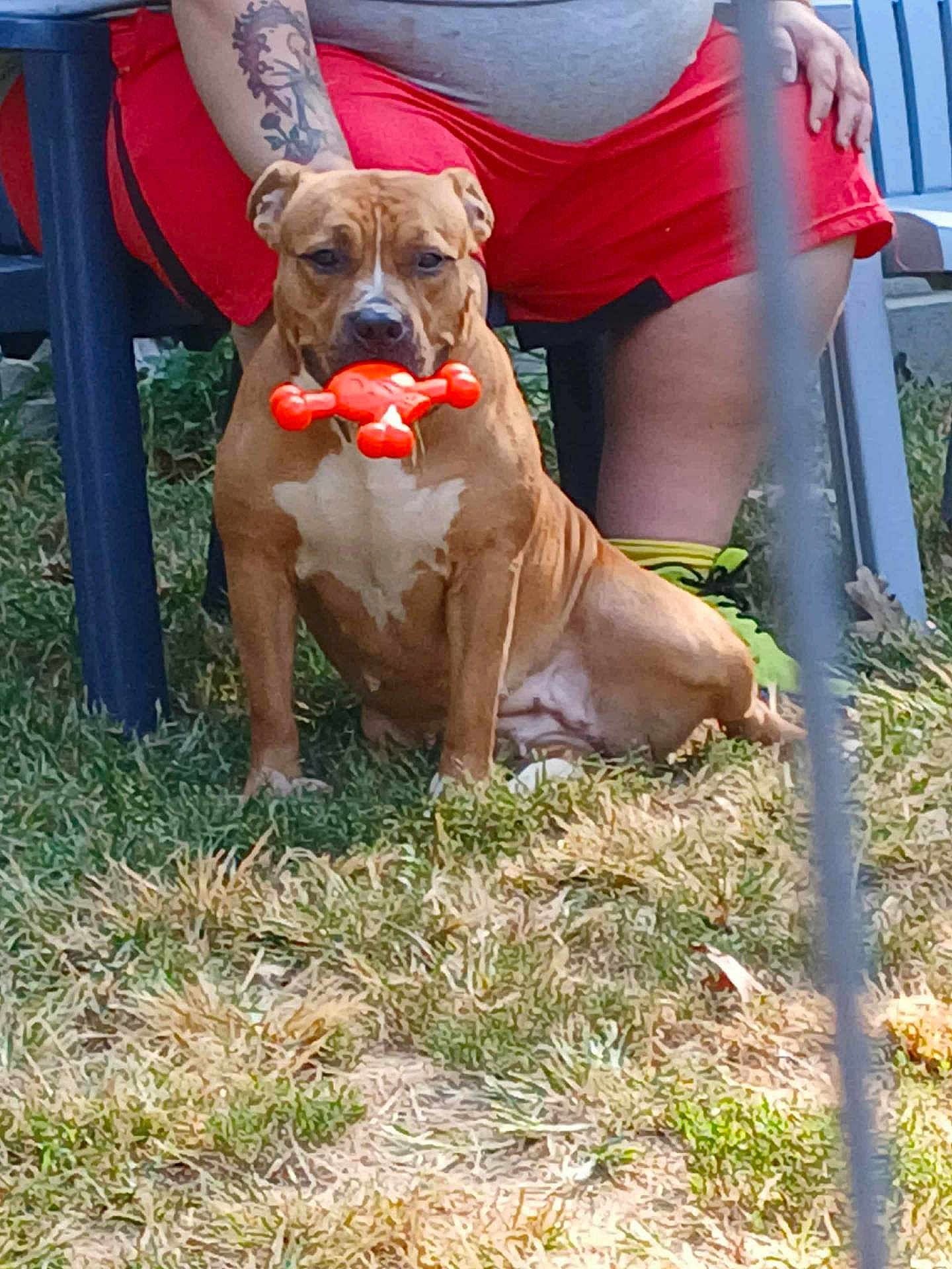 Ginger joined the competition — help win amazing prizes! dog, toy, grass, person, tattoo, shorts, outdoor, sitting, orange, brown_dog, casual, summer, playful, pet, human, nature, relaxed, fence, arm, lawn_chair