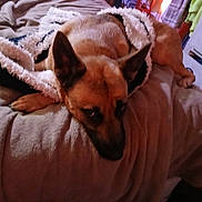 Sassy joined the competition — help win amazing prizes! animal, bed, bedroom, blanket, cabinet, canine, dog, furniture, germanshepherd, homedecor, hound, indoors, interiordesign, linen, person, pet, puppy, quilt, room, towel