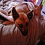 animal, bed, bedroom, blanket, cabinet, canine, dog, furniture, germanshepherd, homedecor, hound, indoors, interiordesign, linen, person, pet, puppy, quilt, room, towel