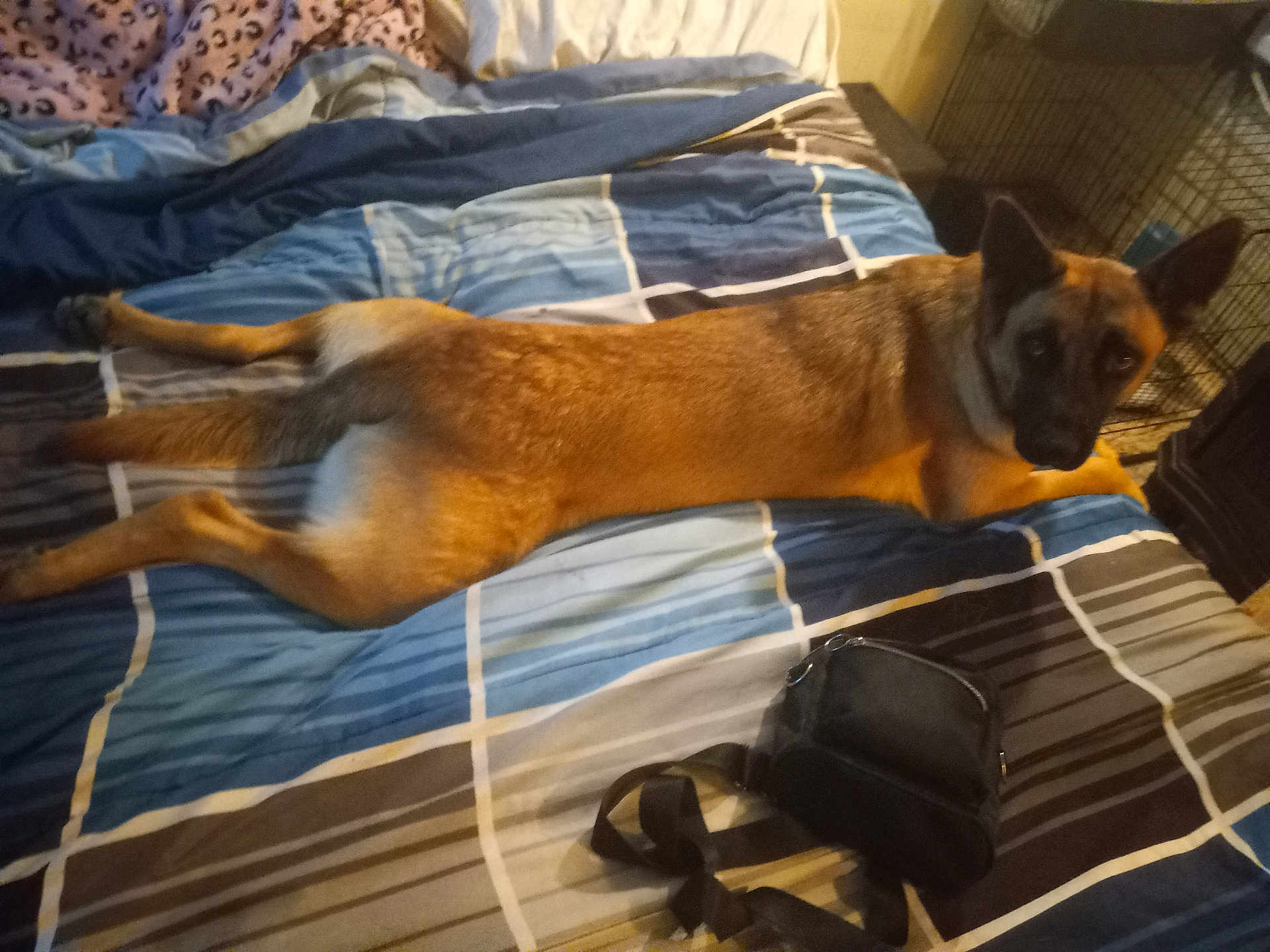 Sassy joined the competition — help win amazing prizes! accessories, animal, bag, bed, bedroom, blanket, canine, cat, cushion, dog, furniture, germanshepherd, handbag, homedecor, indoors, pet, puppy, quilt, room, siamese