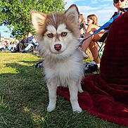 Theodore joined the competition — help win amazing prizes! dog, puppy, blue_eyes, grass, outdoor, people, tree, sunny, blanket, leash, sunglasses, child, summer, park, nature, pet, animal, canine, daytime, portrait