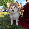 dog, puppy, blue_eyes, grass, outdoor, people, tree, sunny, blanket, leash, sunglasses, child, summer, park, nature, pet, animal, canine, daytime, portrait