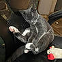 Fender is registered to the contest to win money with this photo: cat, indoor, sleeping, grey_cat, white_paws, stuffed_toy, chair, worn_out, feline, pet, relaxed, cute, animal, cozy, resting, toy, home, floor, furniture, paw