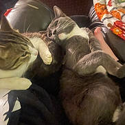 Fender is registered to the contest to win money with this photo: cat, cats, couch, leather, quilt, blanket, paw, fur, pet, domestic_animal, relaxed, curious, indoor, cozy, resting, animal, whiskers, claws, foot, home