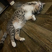 Diego is registered to the contest to win money with this photo: cat, tabby, pet, animal, cute, lying_down, wooden_floor, indoor, fur, whiskers, paws, relaxed, playful, domestic_cat, mammal, striped, looking_up, flooring, home, curious