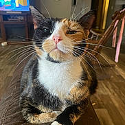 Hallie is registered to the contest to win money with this photo: cat, calico, pet, indoor, feline, whiskers, paw, relaxed, brown, fur, television, cartoon, living_room, wood_floor, clock, furniture, domestic, closeup, cute, animal