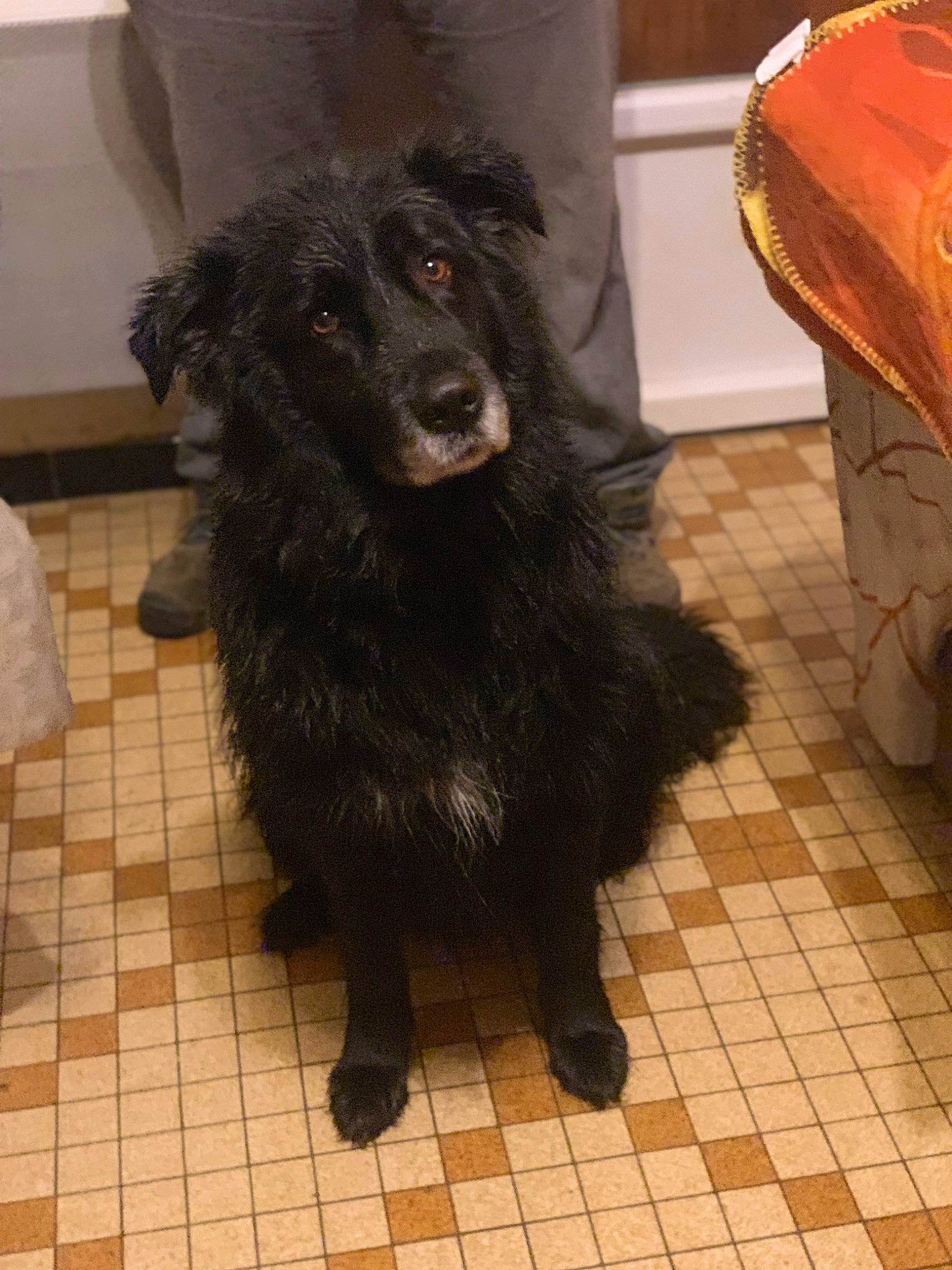 Booba a rejoint le concours — aidez-le/la à gagner de superbes lots ! borador, canidae, carnivore, companion_dog, dog, dog_breed, floor, flooring, fur, gaddi_kutta, giant_dog_breed, liver, snout, sporting_group, tail, terrestrial_animal, tile, working_animal, working_dog