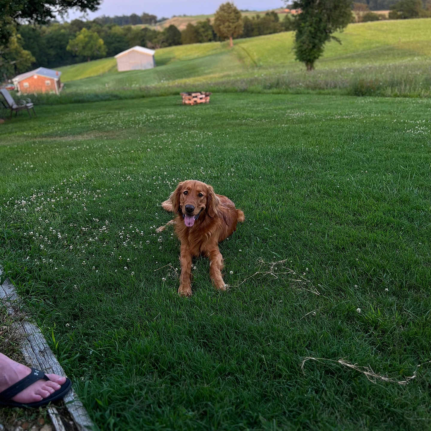 Cash joined the competition — help win amazing prizes! animal, architecture, bench, building, canine, clothing, countryside, dog, field, footwear, furniture, grass, grassland, lawn, nature, outdoors, person, pet, plant, shoe