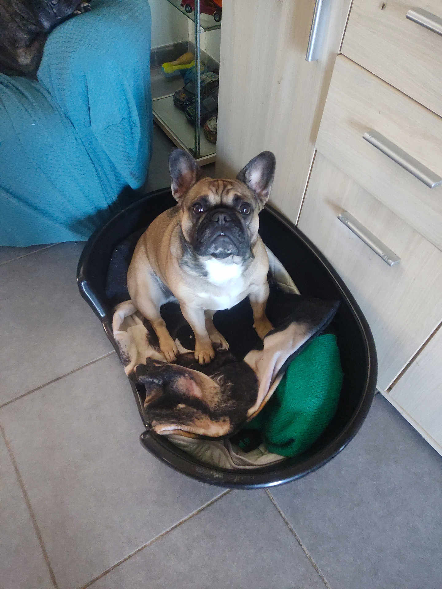 Topaze a rejoint le concours — aidez-le/la à gagner de superbes lots ! dog, french_bulldog, pet_bed, blanket, indoor, tile_floor, cabinet, brown_dog, small_dog, ears_up, looking_up, animal, domestic_animal, companion, cute, resting_place, household, comfort, furniture, floor