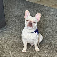 Kingston joined the competition — help win amazing prizes! dog, french_bulldog, white_dog, bow_tie, pet, carpet, indoor, animal, sitting, looking_at_camera, ears_up, floor, cute, domestic_animal, companion, portrait, canine, household, pet_accessory, alert
