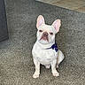 dog, french_bulldog, white_dog, bow_tie, pet, carpet, indoor, animal, sitting, looking_at_camera, ears_up, floor, cute, domestic_animal, companion, portrait, canine, household, pet_accessory, alert